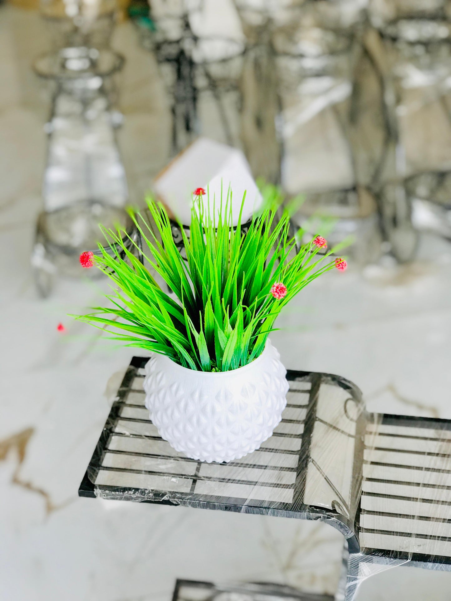 Evergreen grass plant