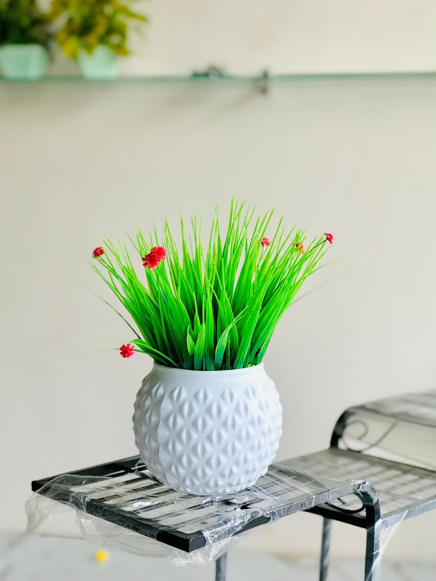 Evergreen grass plant
