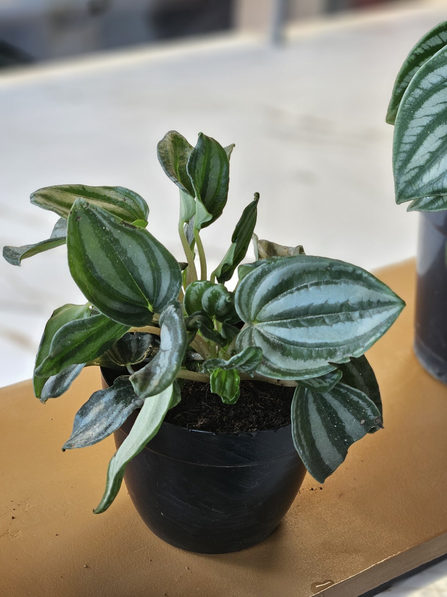 Peperomia Caperata Plant
