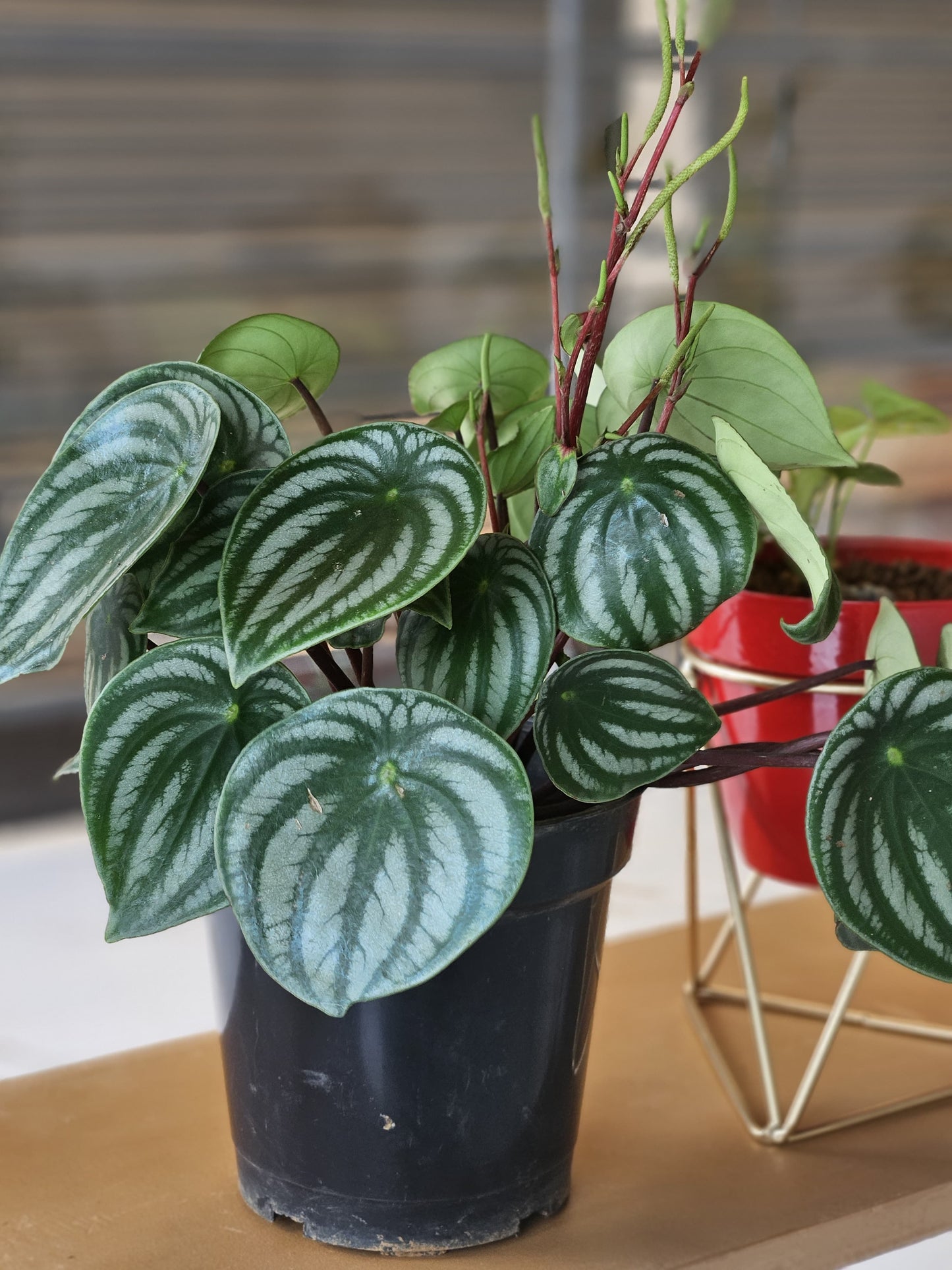 Peperomia Caperata Plant