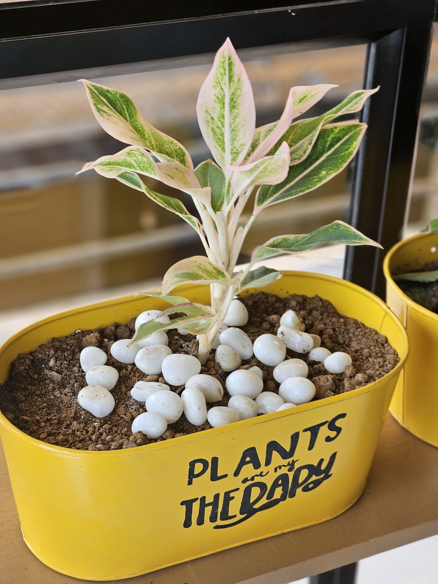 Aglaonema Plant